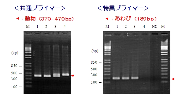 食品中アレルゲン検出用PCRプライマーキット　PCRデータ