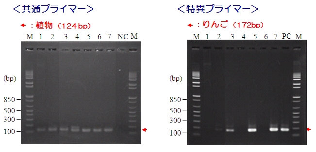 食品中アレルゲン検出用PCRプライマーキット　PCRデータ