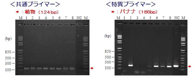 食品中アレルゲン検出用PCRプライマーキット　PCRデータ