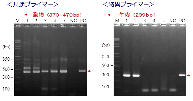 食品中アレルゲン検出用PCRプライマーキット　PCRデータ