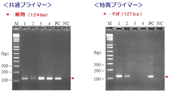 食品中アレルゲン検出用PCRプライマーキット　PCRデータ