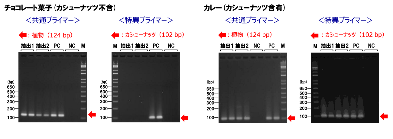 食品中アレルゲン検出用PCRプライマーキット PCRデータ