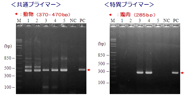 食品中アレルゲン検出用PCRプライマーキット　PCRデータ