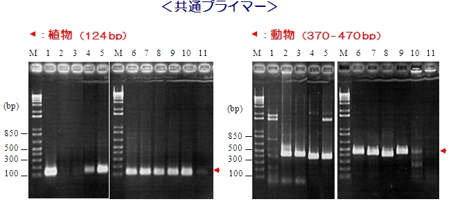 食品中アレルゲン検出用PCRプライマーキット　PCRデータ