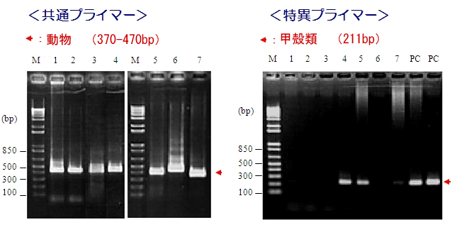 食品中アレルゲン検出用PCRプライマーキット　PCRデータ