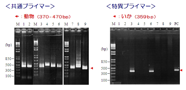 食品中アレルゲン検出用PCRプライマーキット　PCRデータ