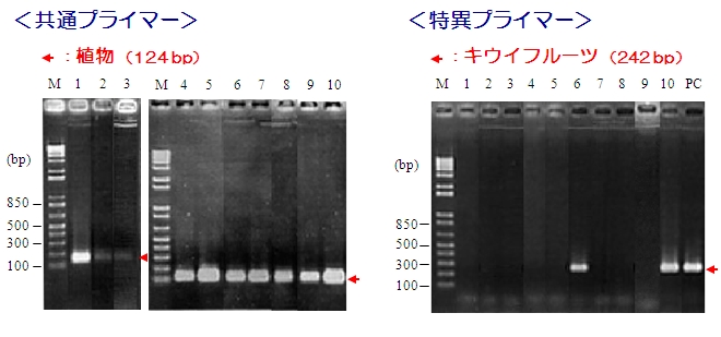 食品中アレルゲン検出用PCRプライマーキット　PCRデータ