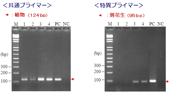 食品中アレルゲン検出用PCRプライマーキット　PCRデータ