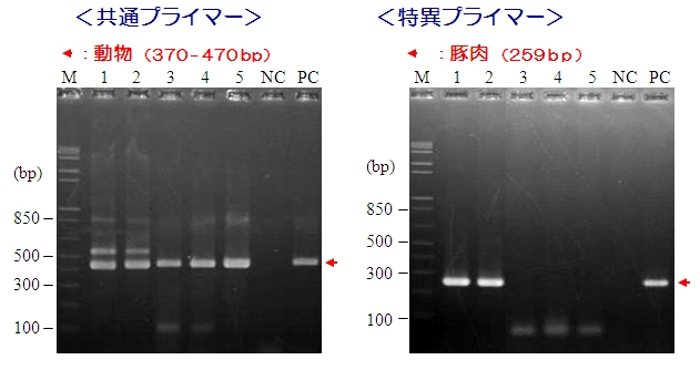 食品中アレルゲン検出用PCRプライマーキット　PCRデータ