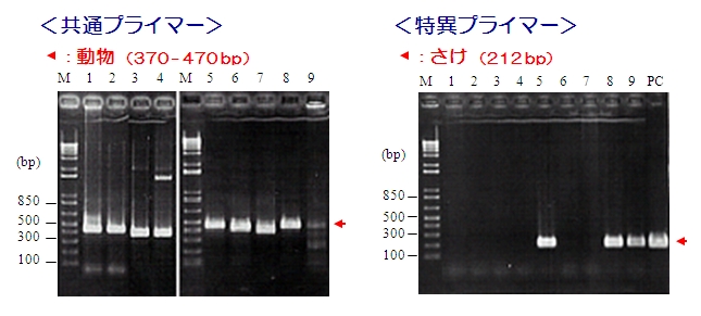 食品中アレルゲン検出用PCRプライマーキット　PCRデータ