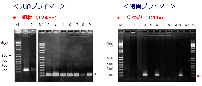 食品中アレルゲン検出用PCRプライマーキット　PCRデータ