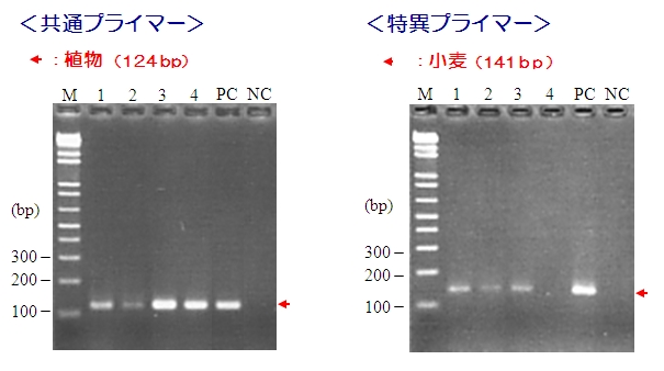 食品中アレルゲン検出用PCRプライマーキット　PCRデータ