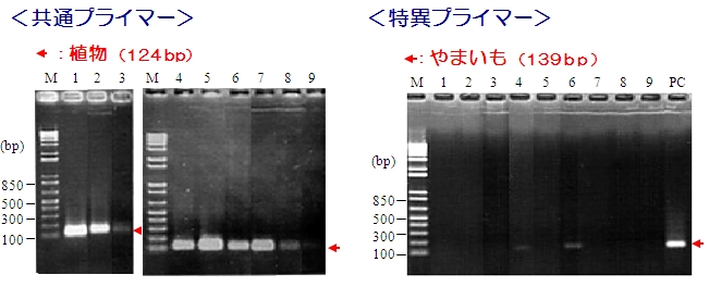 食品中アレルゲン検出用PCRプライマーキット　PCRデータ