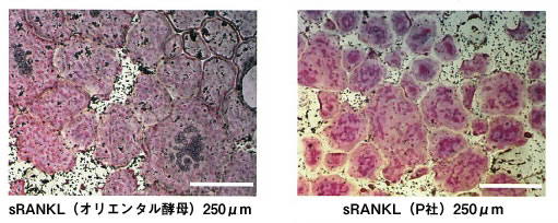 sRANKL（オリエンタル酵母）250 μm sRANKL（P社）250 μm