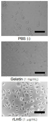 ラミニン-5の細胞接着活性