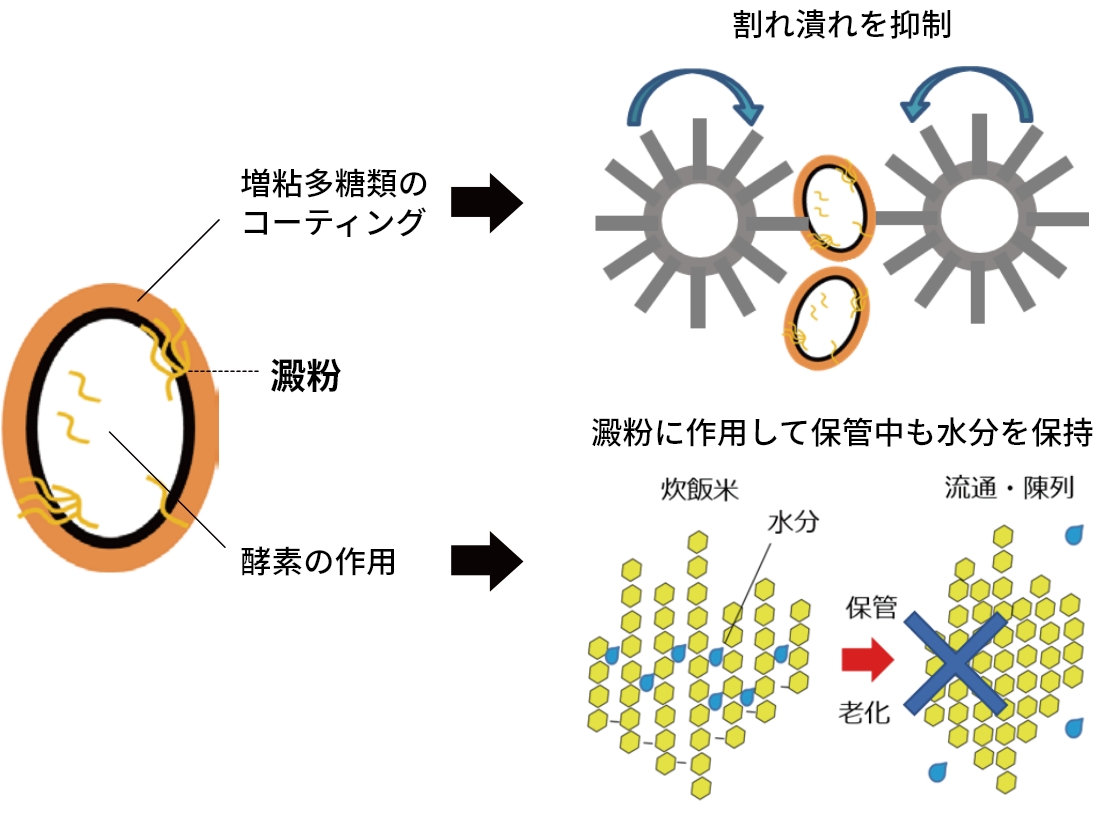米飯用品質向上剤「デリシャリ」の効果とメカニズム